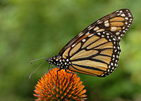 Monarch butterfly population down by as much as 60%