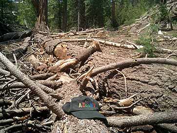 Rossland to participate in program to reduce hazardous forest fuel loads