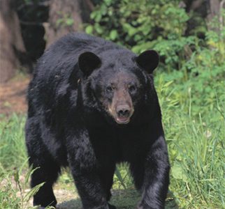 Bear attack on Red - Dog takes brunt of force, woman escapes