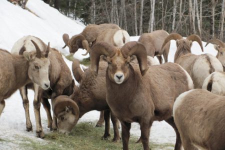 Out There: No stalking here, just big horn sheep chillin’ for the camera