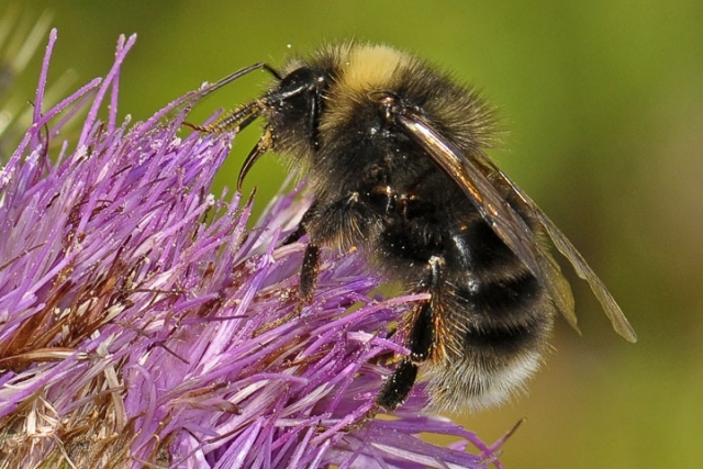 Bee warned: losing our native bees will really sting. Local entomologists to help BC see Bees