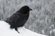 Raven in Manning Park - Allyson Kenning photo
