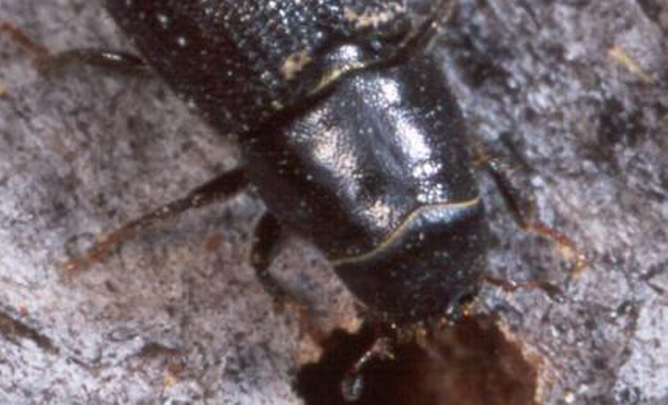 $9 million for fight against mountain pine beetle