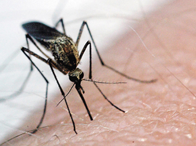 Program to target West Nile Virus in Kootenays