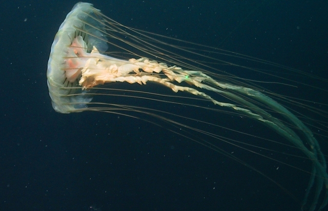 Explosion in jellyfish numbers may lead to ecological disaster, warn scientists