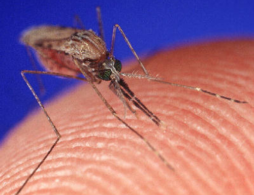 Mosquitoes are back: Take precautions to avoid West Nile virus