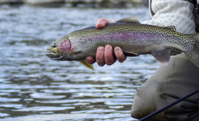 Another record count of spawning Gerrard trout grace the West Kootenay