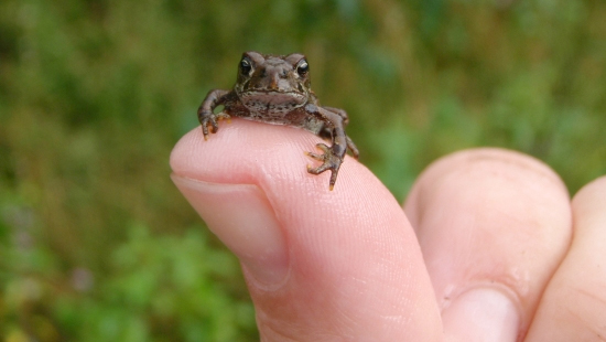 Help a toad or two cross a road at Summit Lake this summer