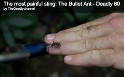 The most painful sting in the world