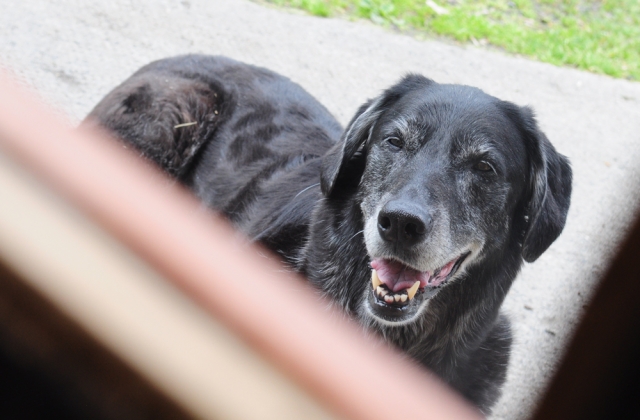 Check out the Best in Show at the West Kootenay Kennel Club All Breed Championship