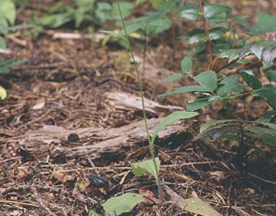 Increased tropical forest growth could release carbon from the soil