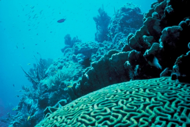 Coral Reefs likely to disappear by the end of the century