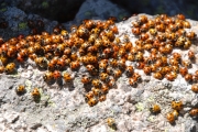 Lady bugs, not spiders. But they're cool. And they'll be adults under the rocks and snow when you ski over them this winter!