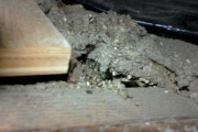 Vermiculite in the attic is probably contaminated with asbestos.