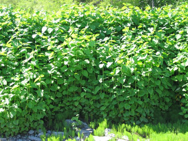 Fall yard clean-up: What to do with those invasive plants? 