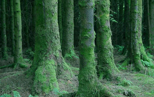 Economist predicts brighter future for B.C. forests