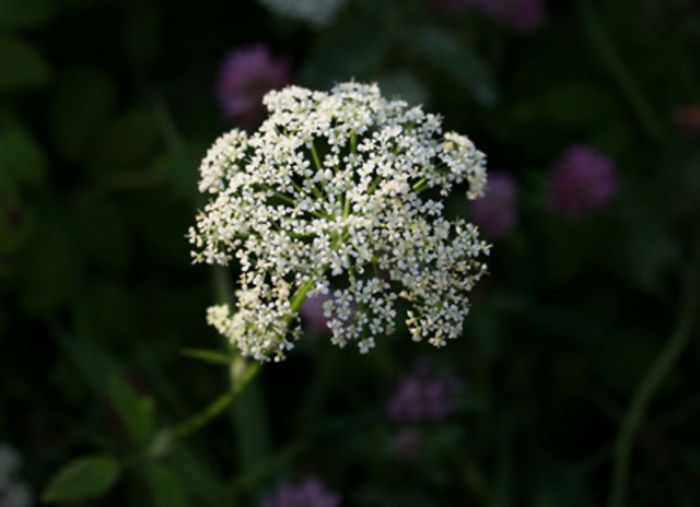 Three years of study show Lake Windermere free of invasive, non-native aquatic plants