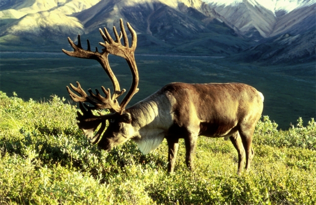 Mountain caribou herd near Nelson will grow with human help: Wildsight