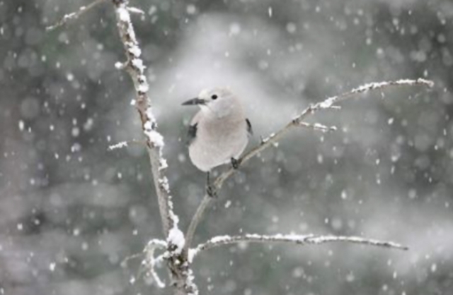 Cold La Nina winter forecast for B.C. and the West Kootenay