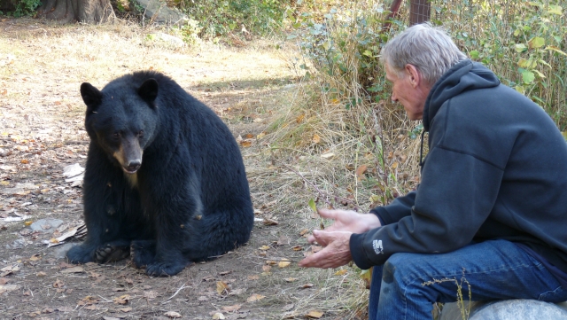 New charges laid in Christina Lake bear feeding case