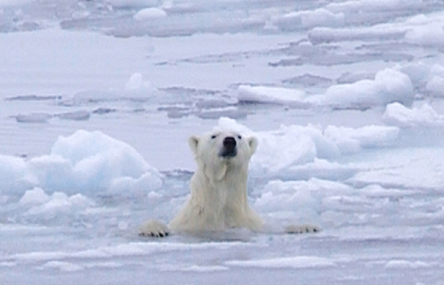 Canada's Environment minister declares polar bear species of concern