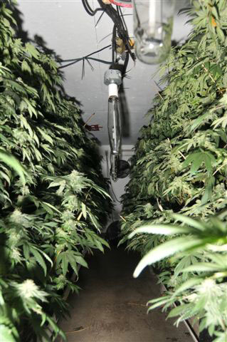 Tip leads RCMP to bust of marihuana grow-op and stolen firearm near Winlaw