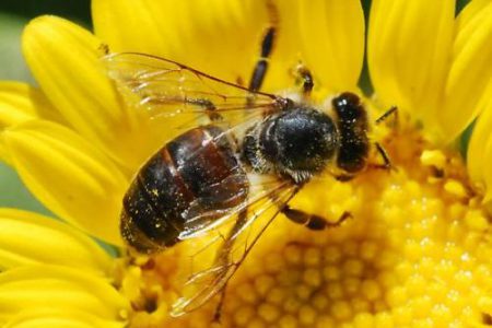 ROSSLAND REAL FOOD: Big bees, little bees, let’s help the bees…