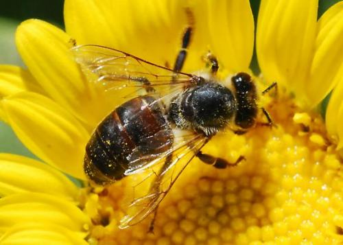 ROSSLAND REAL FOOD: Big bees, little bees, let’s help the bees…