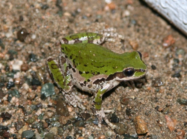 A helping hand for hoppers