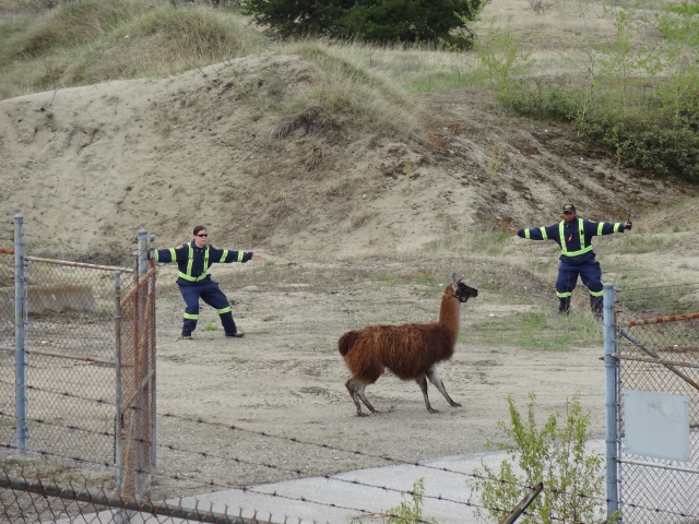 Llama drama - police, fire, council members and residents halt llama's scenic tour of city