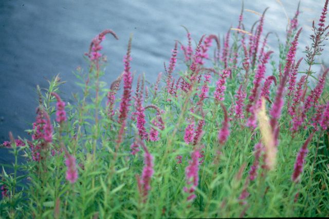 Working together to prevent the spread of invasive plants