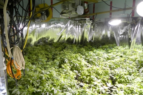 Four arrested after police shutdown major grow-op in Winlaw