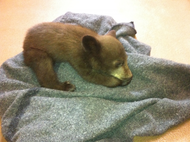 Injured baby bear dies despite the kind efforts of Harrop man