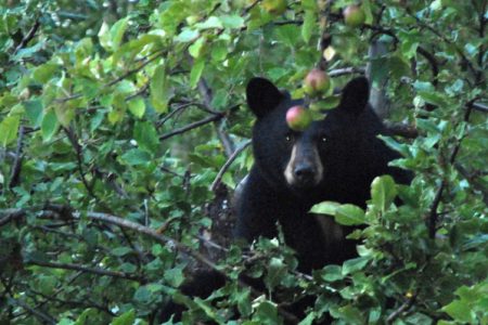 Black bear statistics show crunch is yet to come