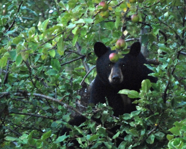 Black bear statistics show crunch is yet to come
