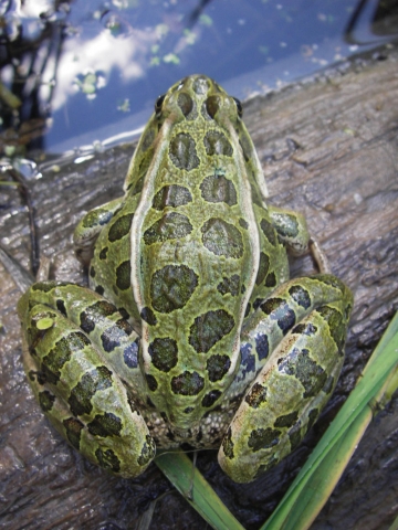 Nature Conservancy of Canada allows  frogs and bears to feel safe in Creston Valley 