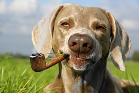 A ban on smoking dogs! Council contemplates new bylaws for a new downtown