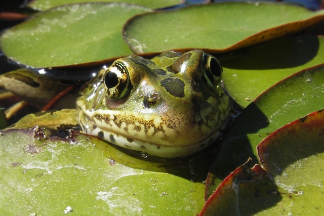 West Kootenay joins conservation program