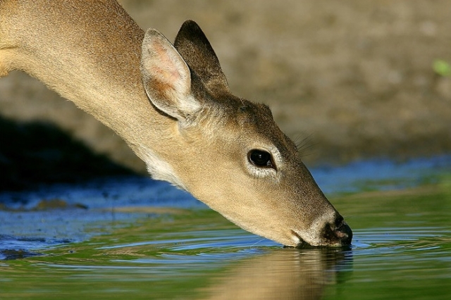 The Blue Eyes Brook ponds: A wildlife bonus or a water source hazard?