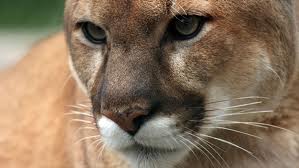 Cougar killed in Rossland after attacking dog