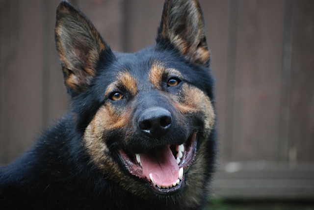 Just in time for Women's Day, sole female cop dog breaks glass ceiling and makes first arrest