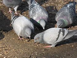 UPDATE: City to pass on pigeon policing