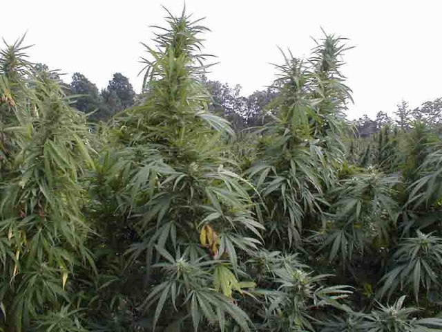 RDCK prepares for changes in medical marijuana grow ops