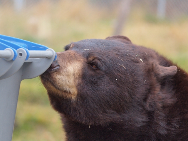 Nelson resident surprised to find bear stealing cookies from family kitchen