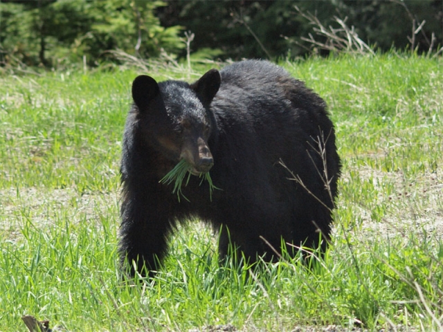 Police respond to bear calls in Rosemont; NPD issues warning to residents