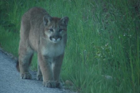 Shooting Robson cougars the only humane option; rumours of fourth cougar false