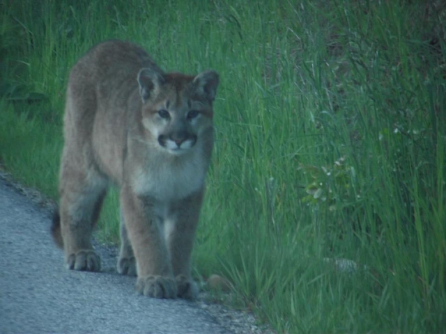 Shooting Robson cougars the only humane option; rumours of fourth cougar false