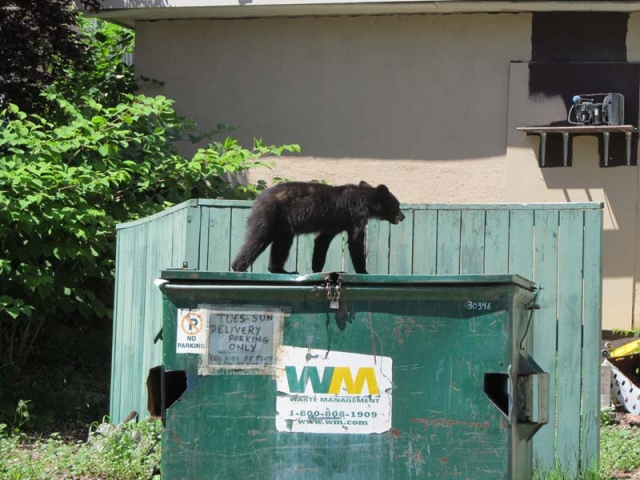 Bears, liquor store thieves and bumper cars keep NPD officers busy