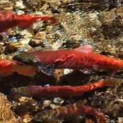 RedFish Festival attracts 2000 to witness Kokanee Salmon run