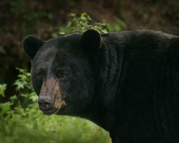 Residents need to take action to prevent black bear interactions in GF